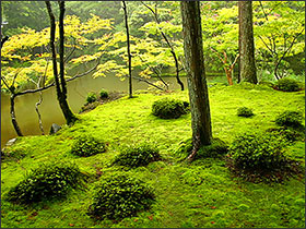 苔寺